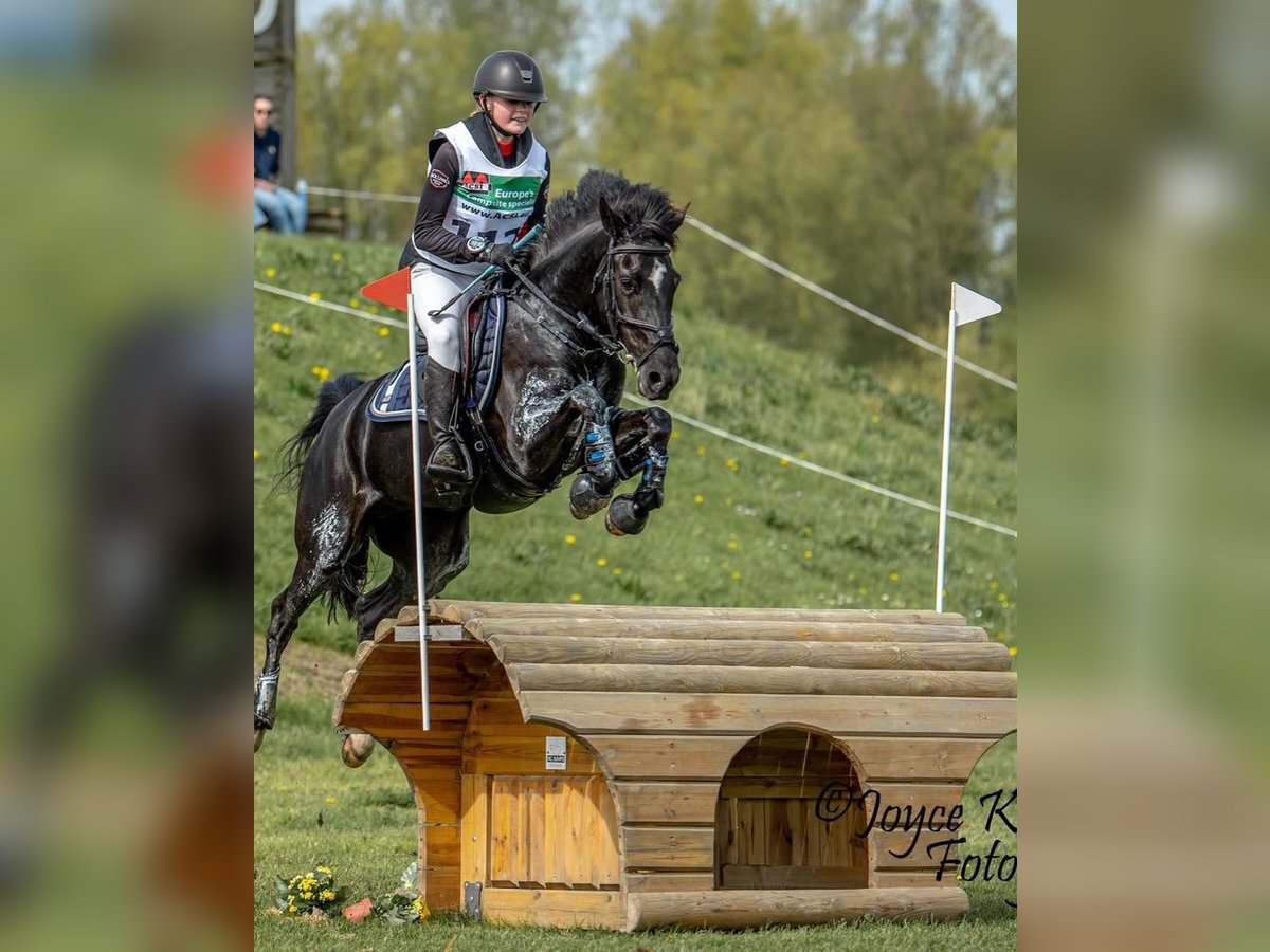 New Forest Pony Merrie 10 Jaar 144 cm Zwart in Wieringerwerf