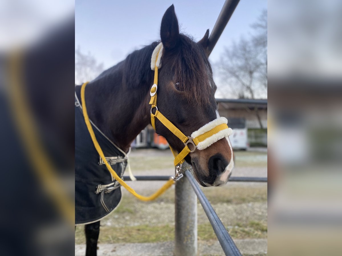 New Forest Pony Merrie 12 Jaar 146 cm Donkerbruin in Karlsfeld