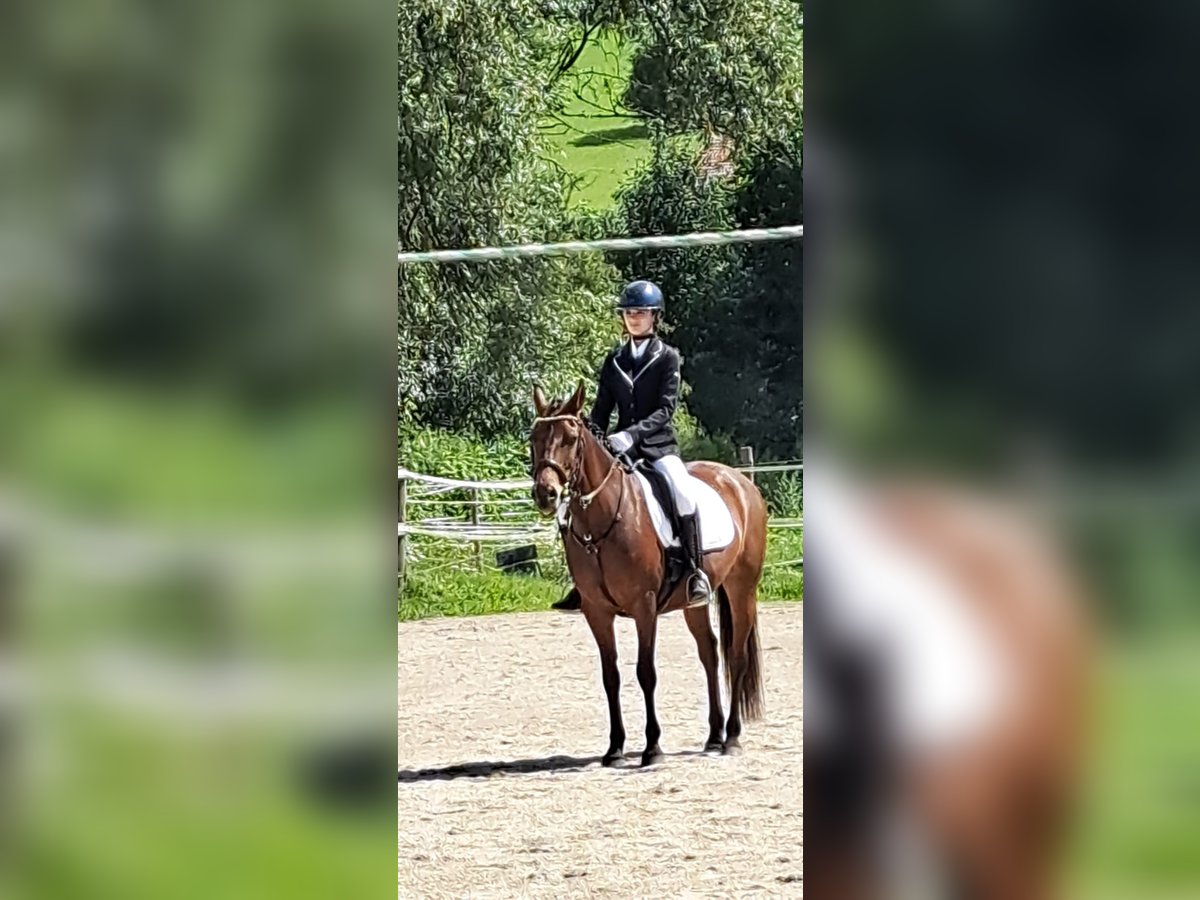 New Forest Pony Merrie 12 Jaar 148 cm Bruin in Nussdorf