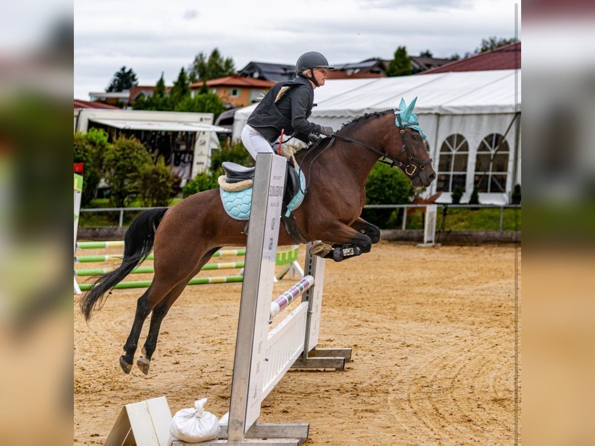New Forest Pony Merrie 12 Jaar 148 cm Bruin in Mamming
