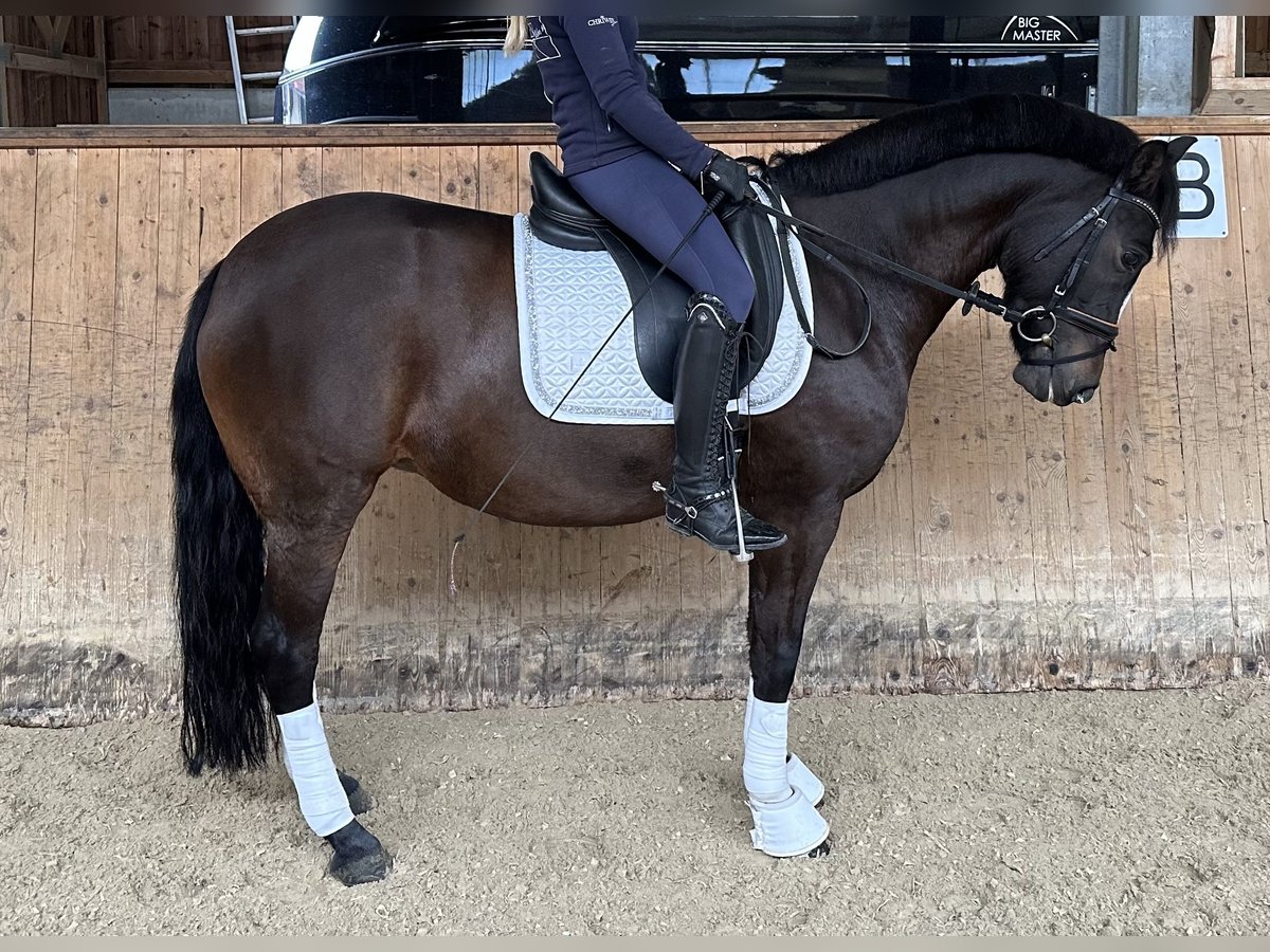 New Forest Pony Merrie 12 Jaar 148 cm Donkerbruin in Reischach