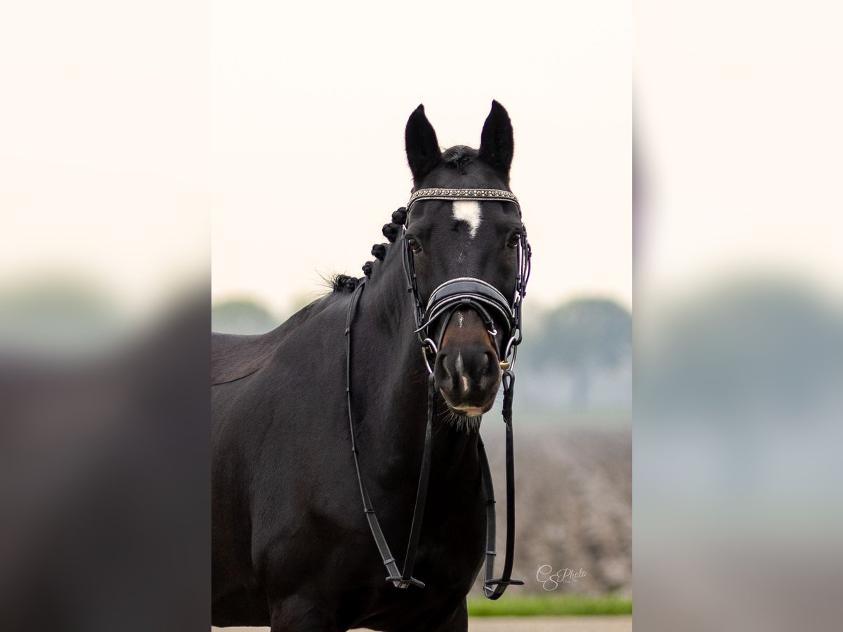 New Forest Pony Merrie 12 Jaar Zwart in Zeewolde