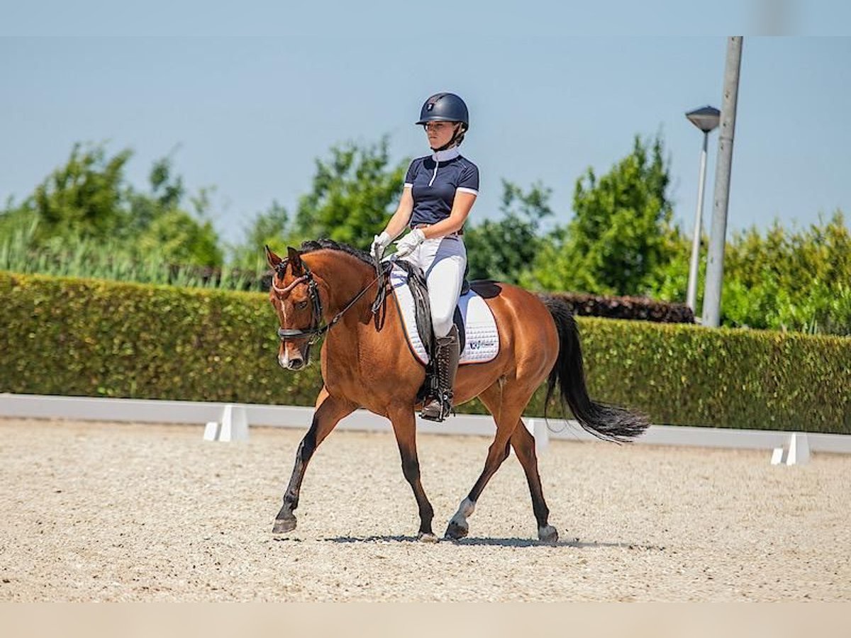 New Forest Pony Merrie 14 Jaar 136 cm Donkerbruin in Den Helder