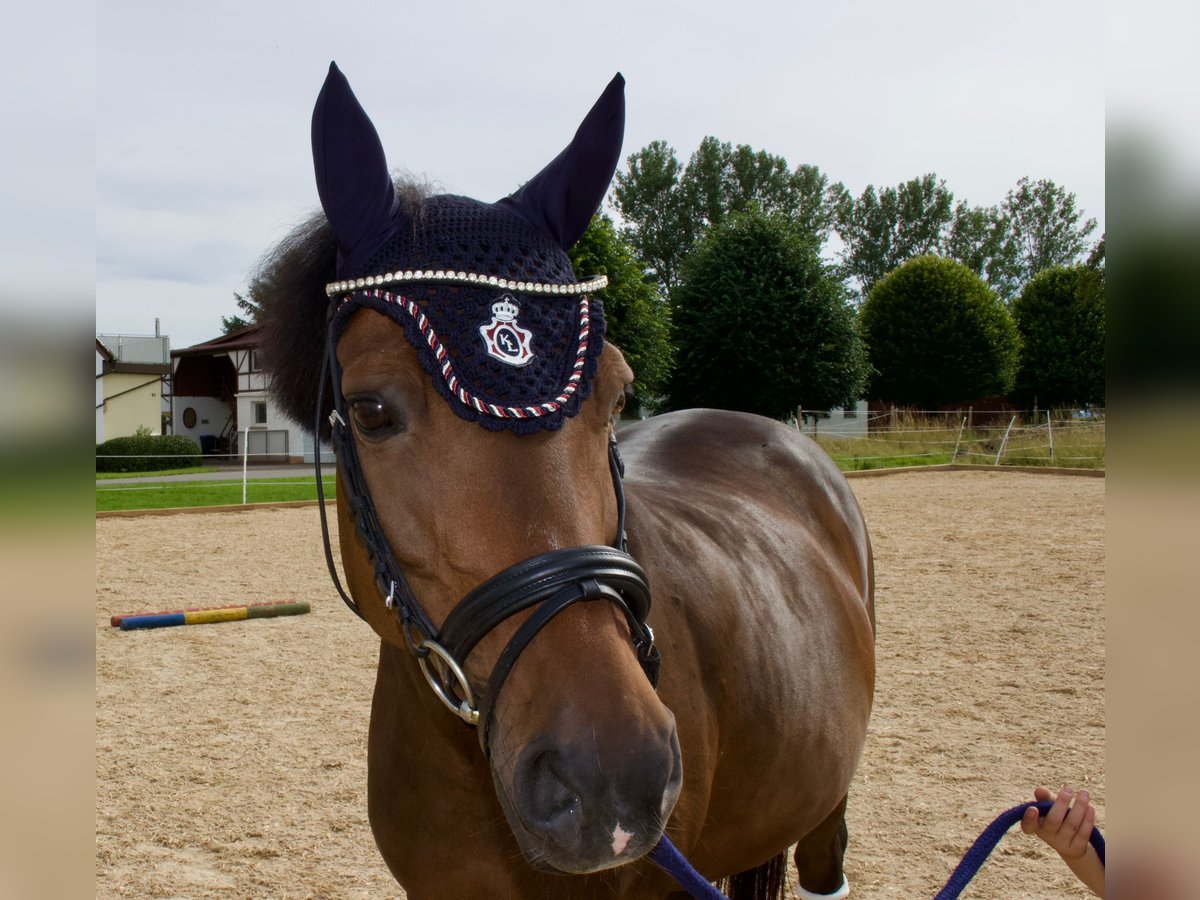 New Forest Pony Merrie 16 Jaar 142 cm Bruin in Braunsbach