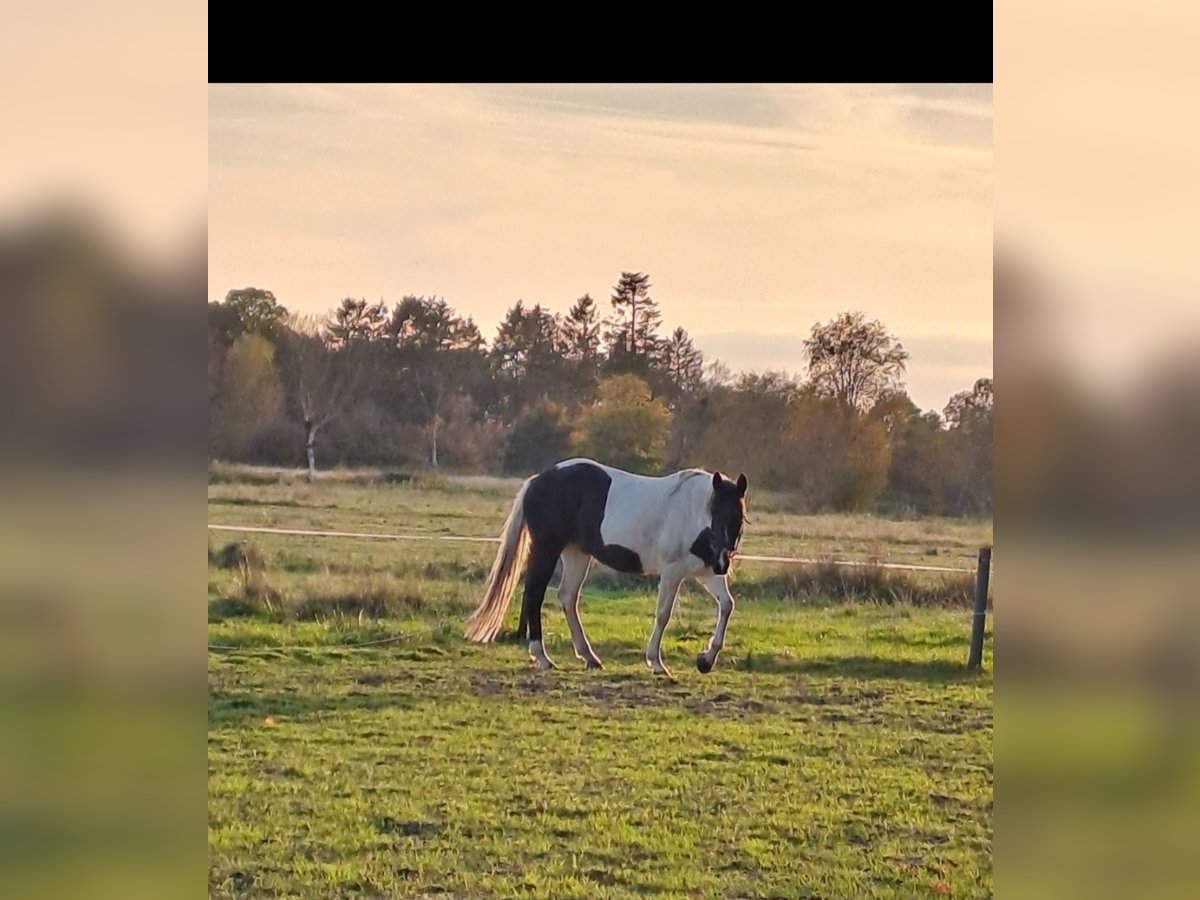 New Forest Pony Merrie 18 Jaar 152 cm Gevlekt-paard in Varel