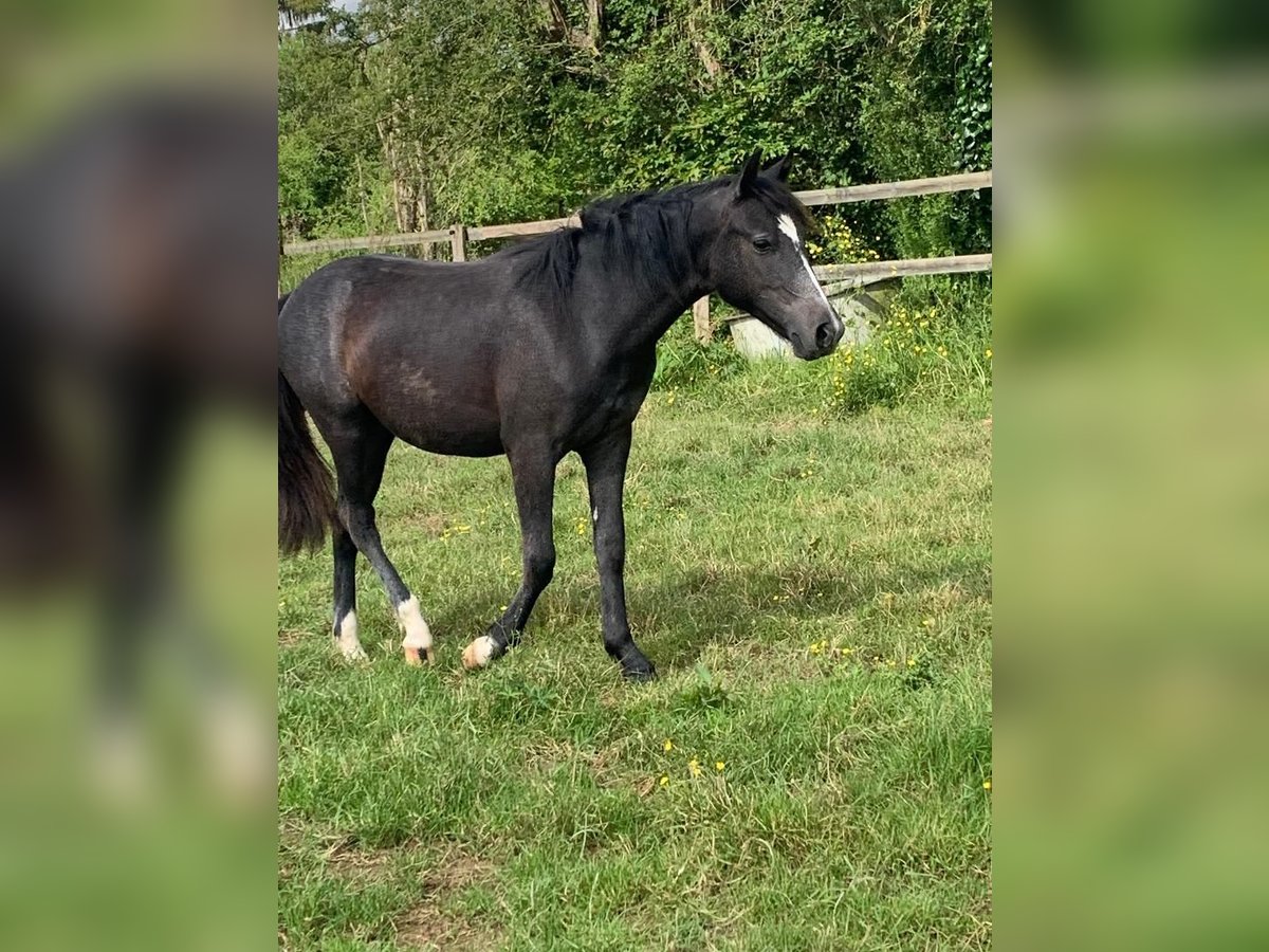 New Forest Pony Merrie 1 Jaar 142 cm Vliegenschimmel in Arrou