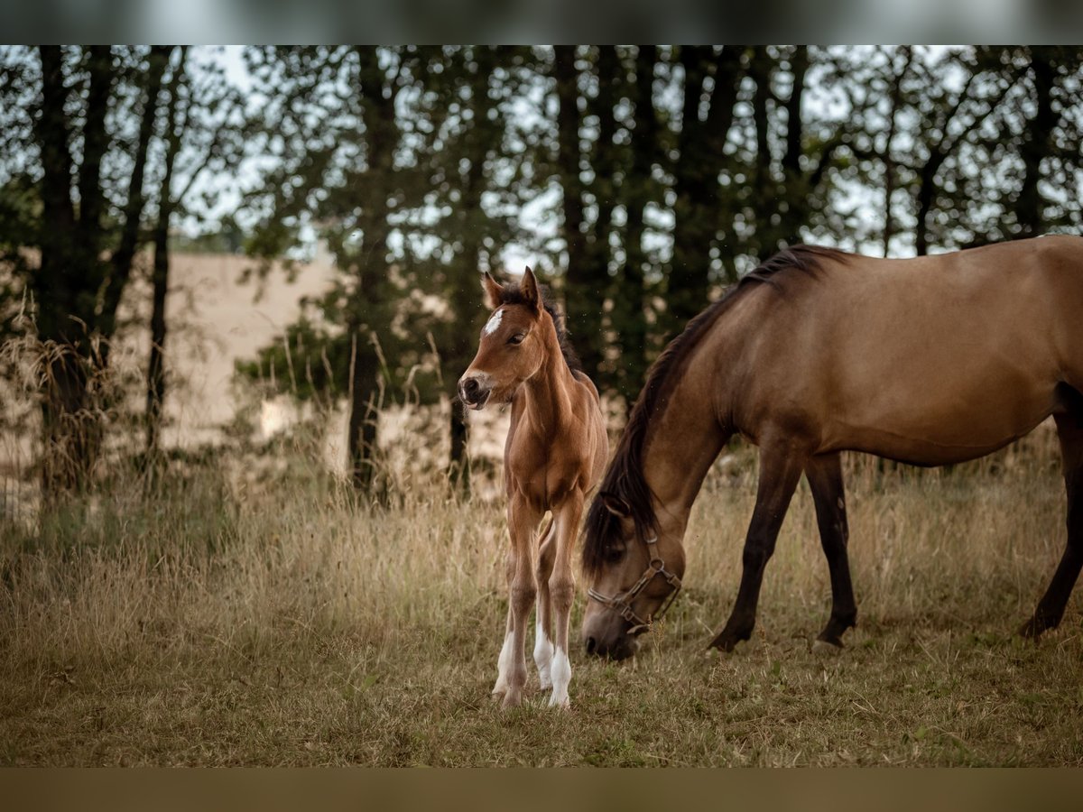 New Forest Pony Merrie 1 Jaar Bruin in Pentling