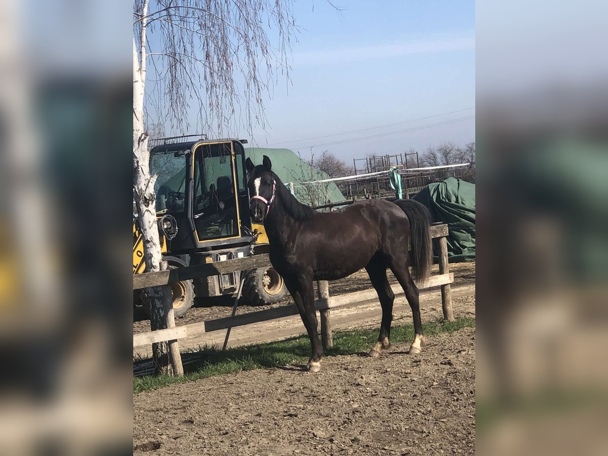 New Forest Pony Merrie 2 Jaar 141 cm Zwart in Szigethalom