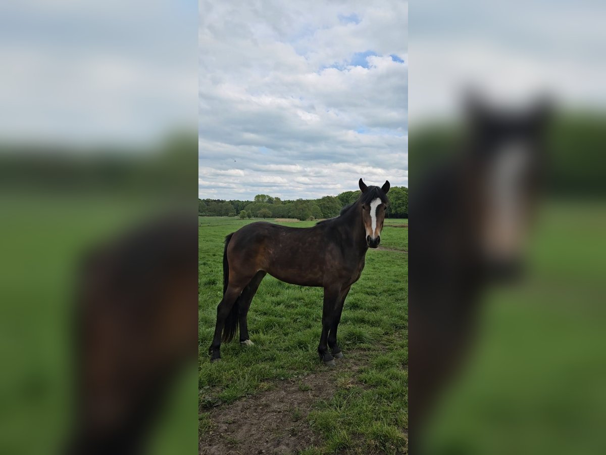 New Forest Pony Merrie 2 Jaar Bruin in Basdahl