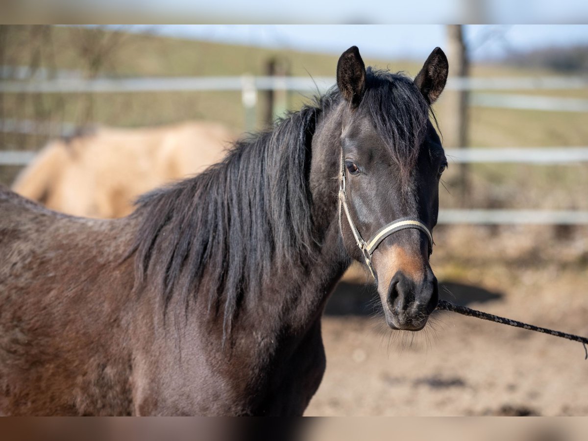 New Forest Pony Merrie 2 Jaar Bruin in Pentling
