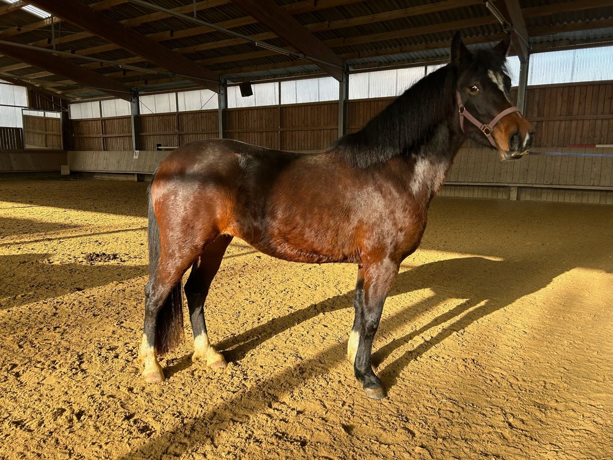 New Forest Pony Merrie 3 Jaar 148 cm Brauner in Nagold