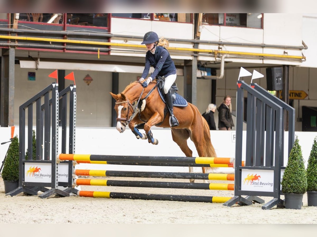 New Forest Pony Merrie 4 Jaar 136 cm Donkere-vos in donkerbroek