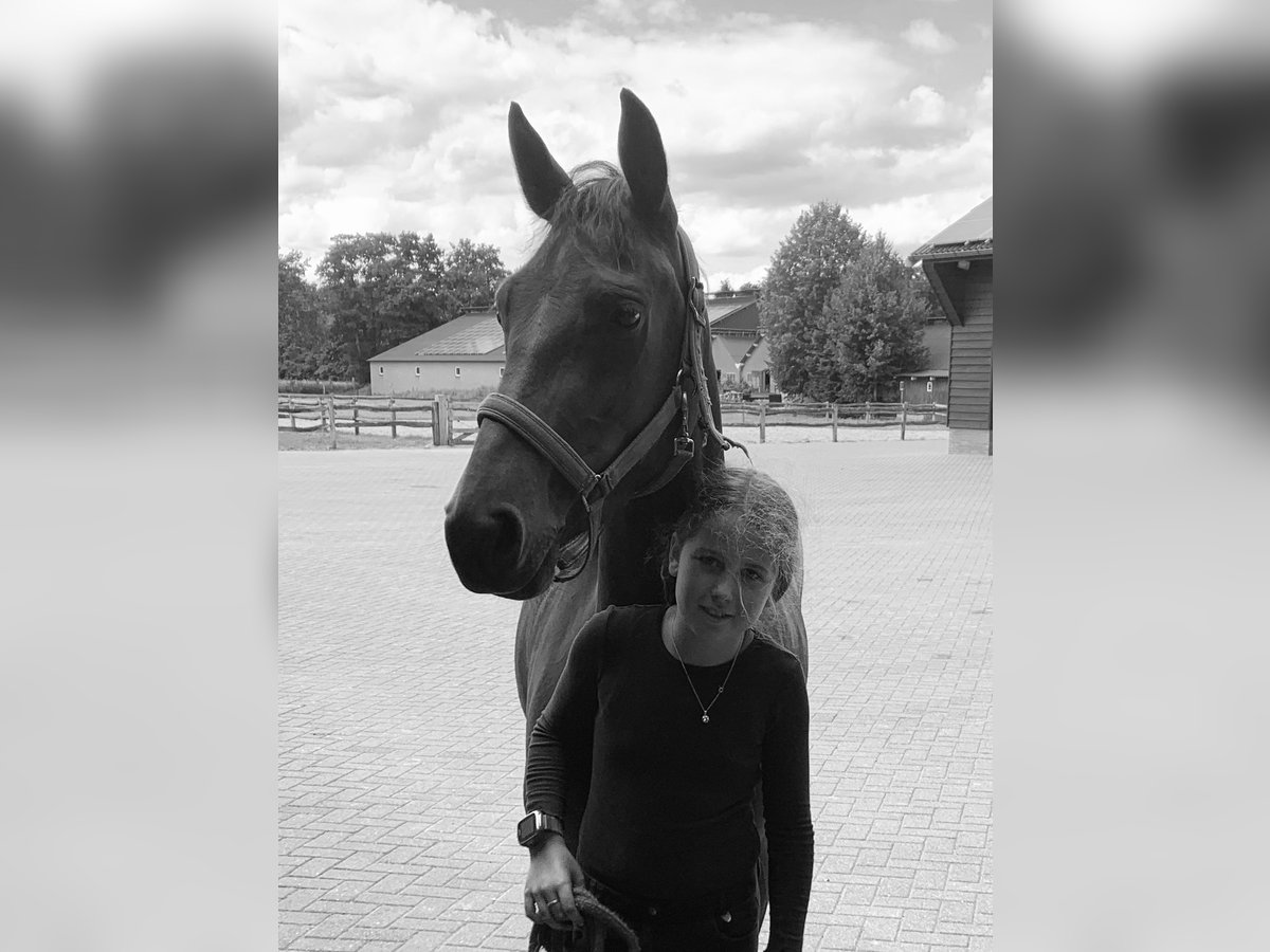 New Forest Pony Merrie 8 Jaar 143 cm Bruin in Barneveld