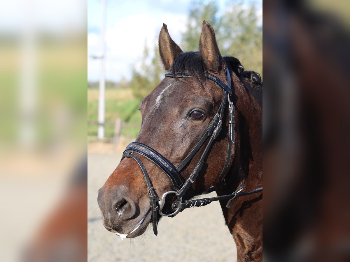 New Forest Pony Merrie 8 Jaar 146 cm Bruin in Gapinge