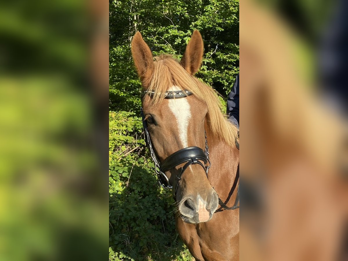 New Forest Pony Merrie 8 Jaar 146 cm Red Dun in Nordborg