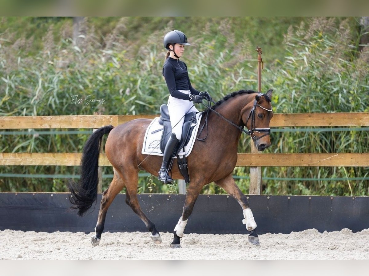 New Forest Pony Ruin 12 Jaar 147 cm Bruin in Utrecht