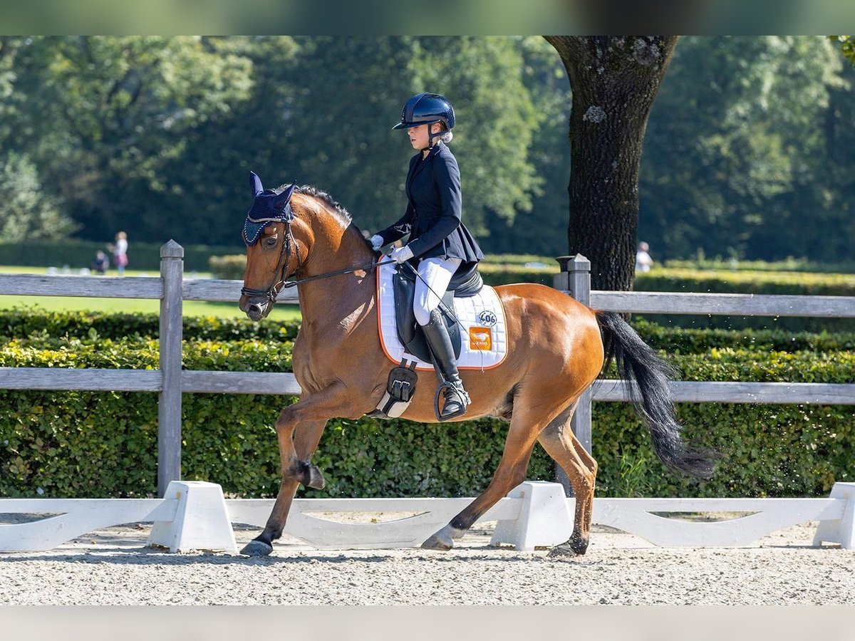 New Forest Pony Ruin 13 Jaar 148 cm Bruin in Kootwijkerbroek New Forest Pony Ruin 13 Jaar 148 cm Bruin in Kootwijkerbroek