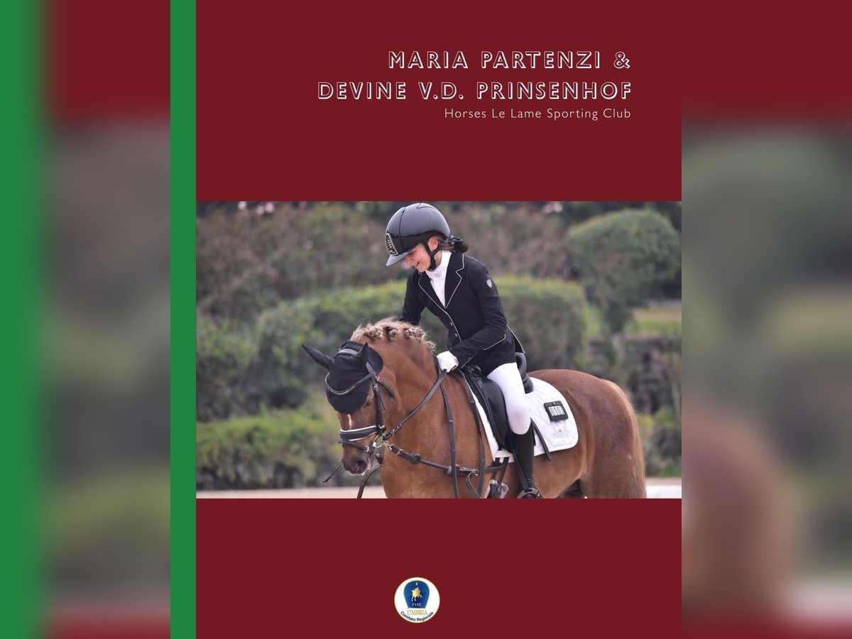 New Forest Pony Ruin 16 Jaar 134 cm in Sansepolcro