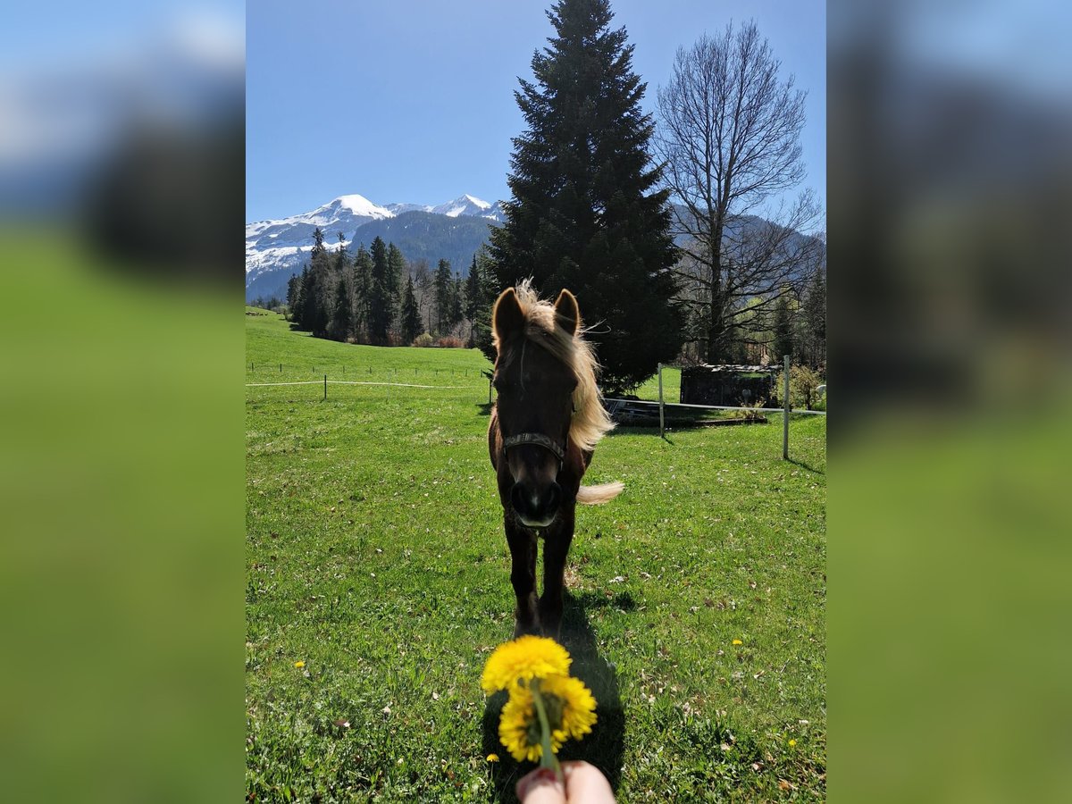 New Forest Pony Ruin 25 Jaar 165 cm Donkere-vos in Aeschiried