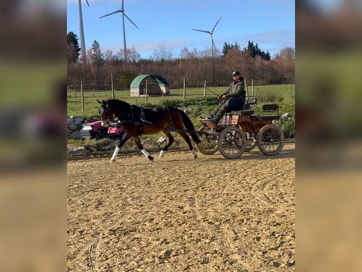 New Forest Pony Ruin 3 Jaar 145 cm Bruin in Heinzenbach