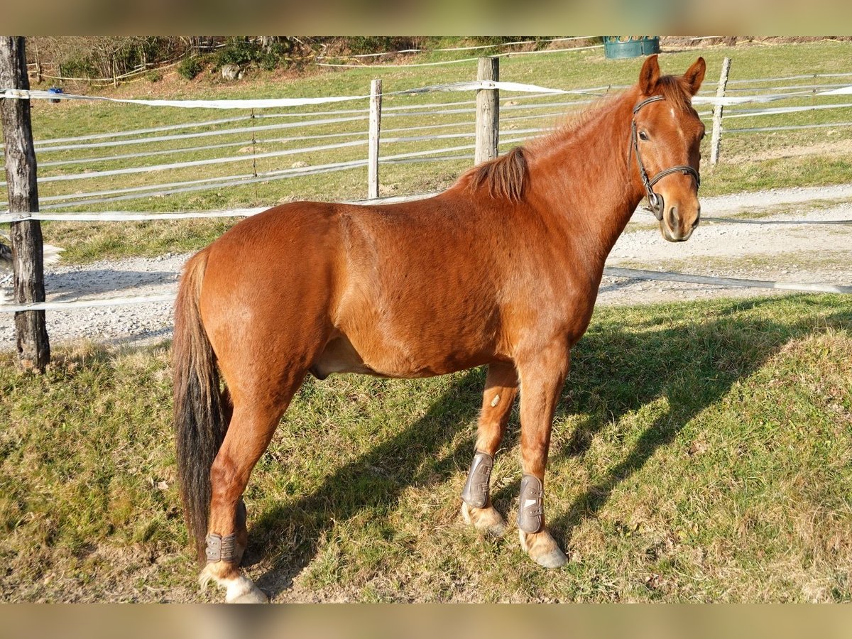 New Forest Pony Ruin 4 Jaar 144 cm Vos in Saint-Fr&#xE9;joux
