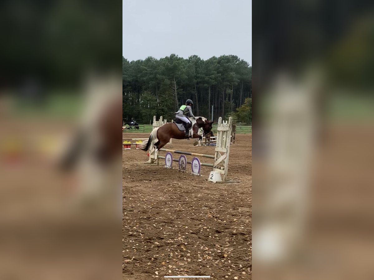 New Forest Pony Ruin 4 Jaar 147 cm in Châtellerault