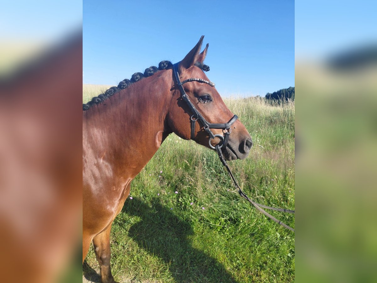 New Forest Pony Ruin 5 Jaar 148 cm Bruin in Haselbach