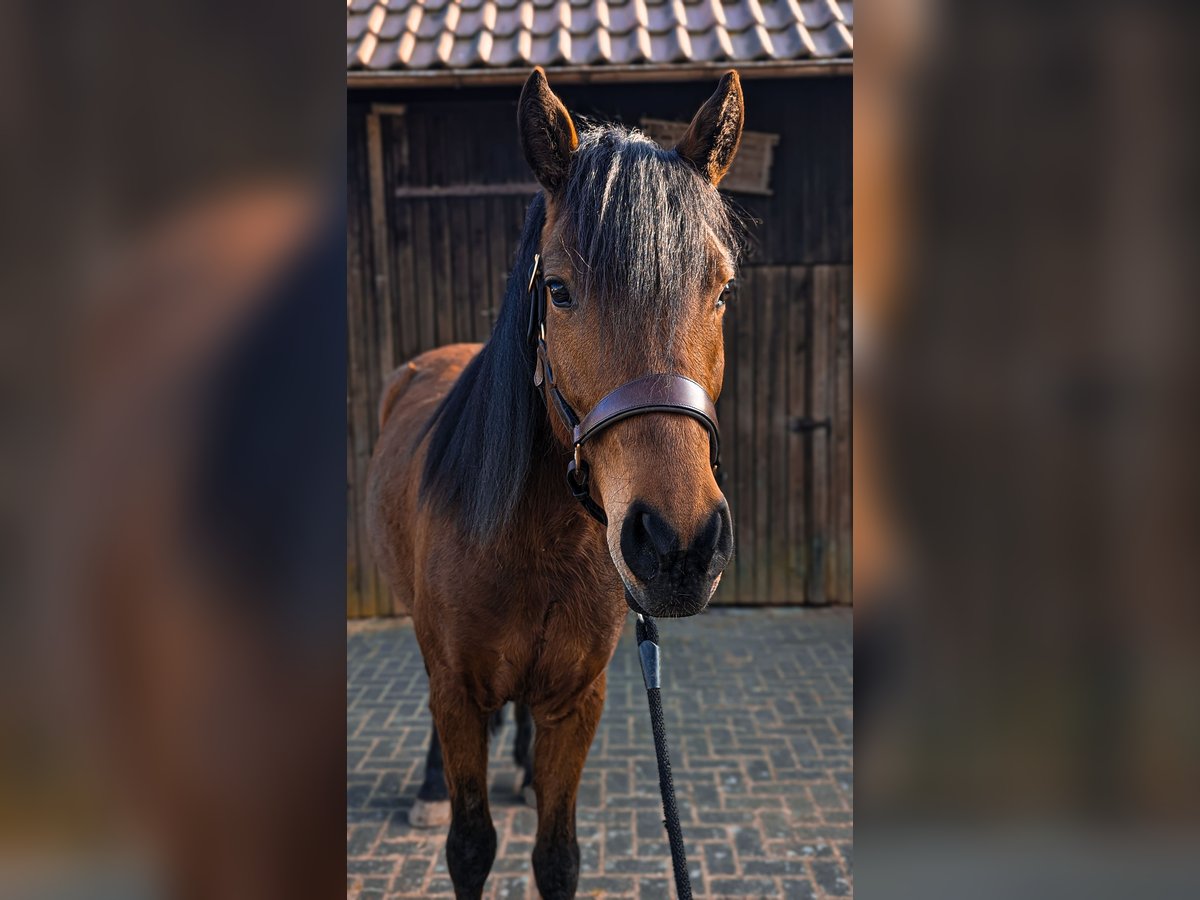 New Forest Pony Mix Ruin 5 Jaar 154 cm Brauner in Mainhardt