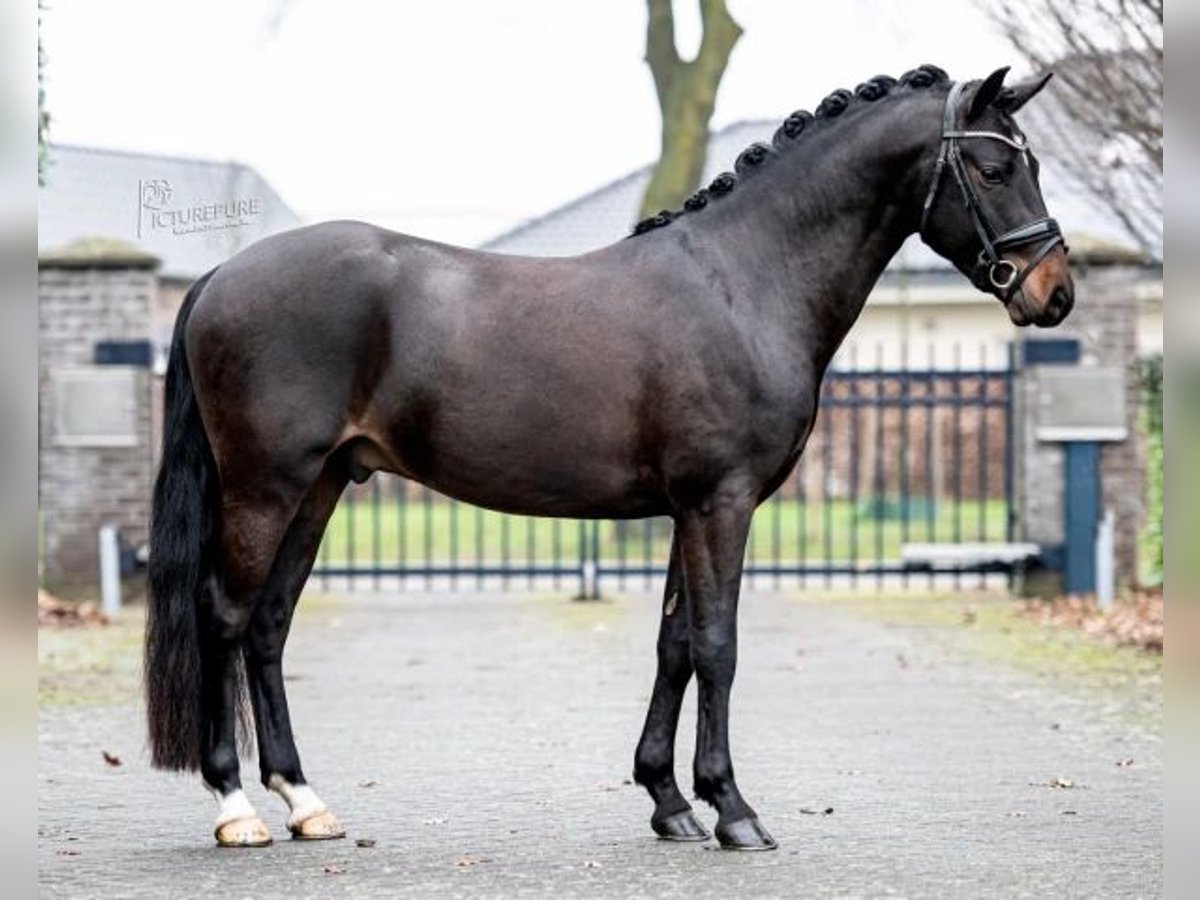 New Forest Pony Ruin 7 Jaar 145 cm Donkerbruin in Neuwied