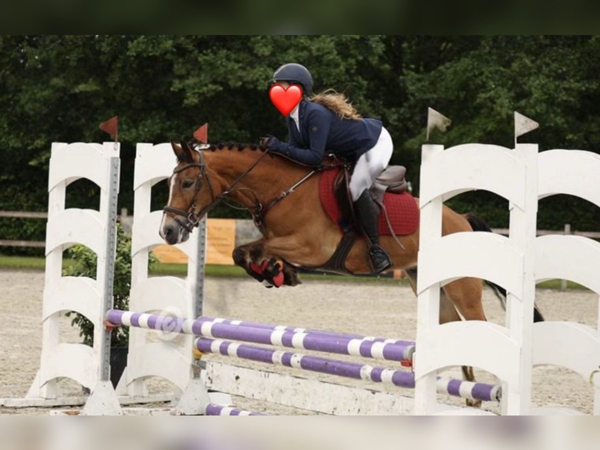 New Forest Pony Ruin 8 Jaar 147 cm Bruin in Scharmer