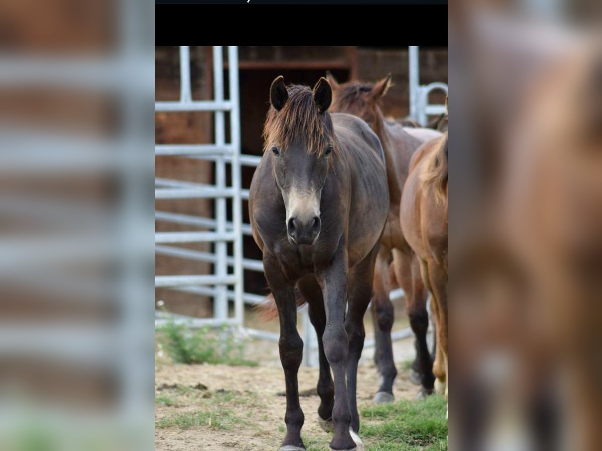 New Forest Pony Stallion 1 year 14,1 hh in Roigheim