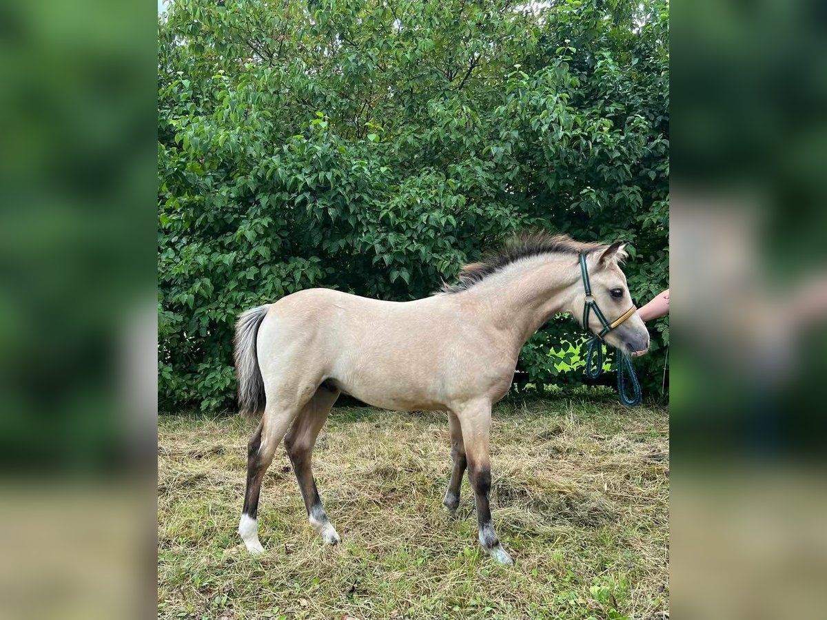 New Forest Pony Stallion 1 year Dun in Maria Hoop