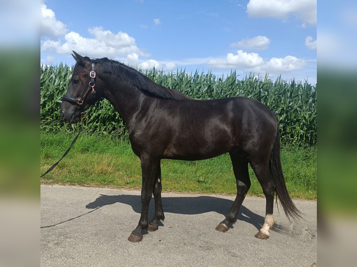 New Forest Pony Stallion 2 years 14,1 hh Black in Koningsbosch