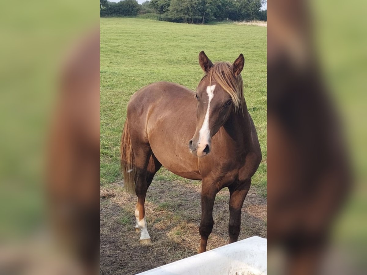 New Forest Pony Stallion 2 years 14,1 hh Chestnut in Wisch