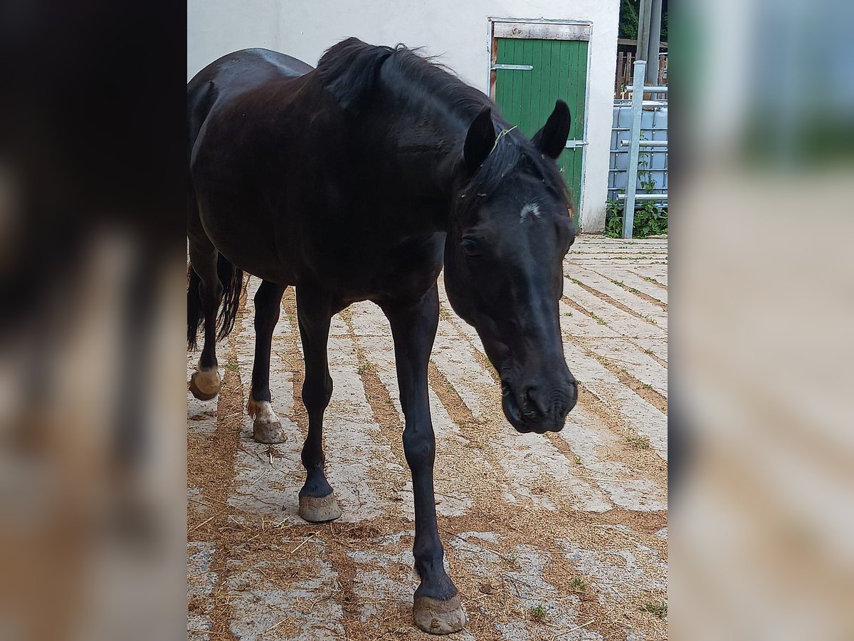New Forest Pony Stute 10 Jahre 140 cm Rappe in Dietrichingen