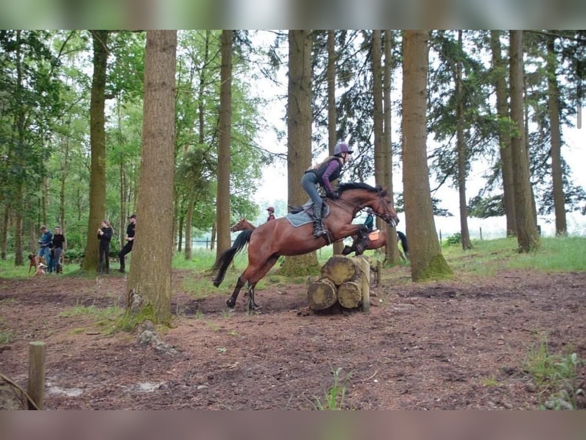 New Forest Pony Stute 10 Jahre 147 cm Brauner in Halfweg