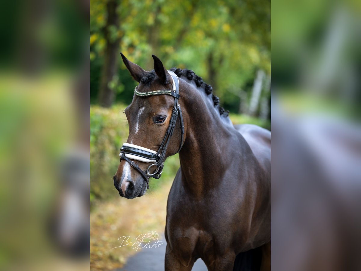 New Forest Pony Stute 10 Jahre 147 cm Brauner in Goirle