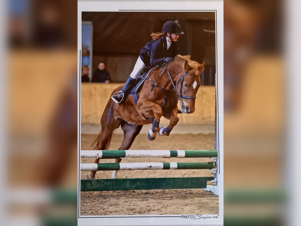 New Forest Pony Stute 10 Jahre 147 cm Fuchs in Sarmenstorf