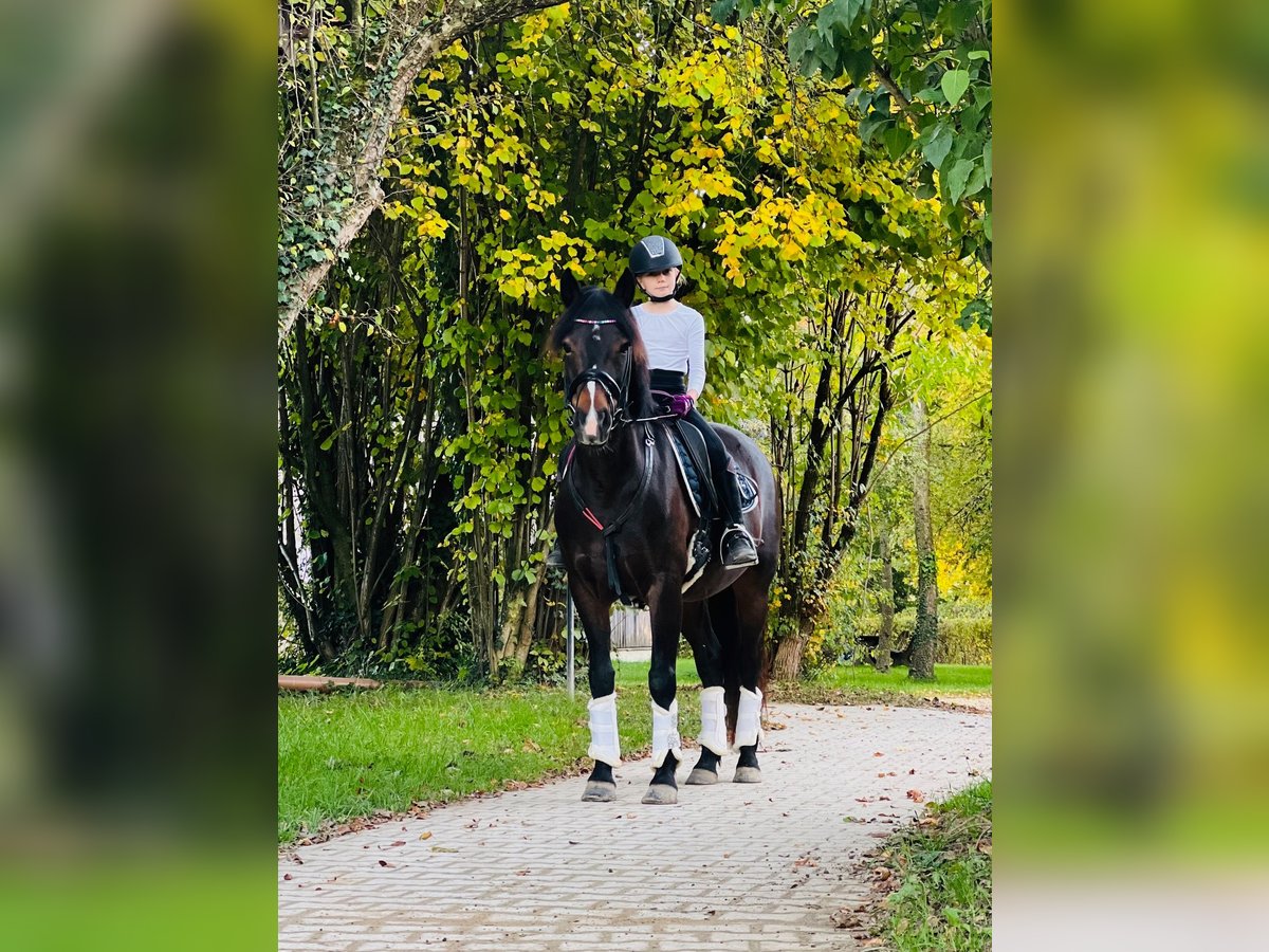 New Forest Pony Stute 11 Jahre 146 cm Dunkelbrauner in Hallbergmoos