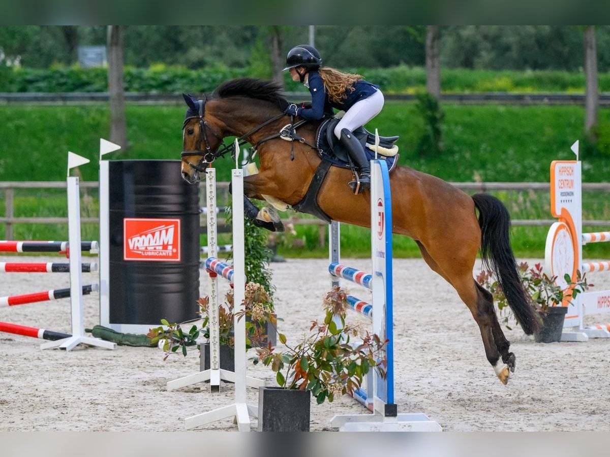 New Forest Pony Stute 11 Jahre 147 cm Dunkelbrauner in Kedichem