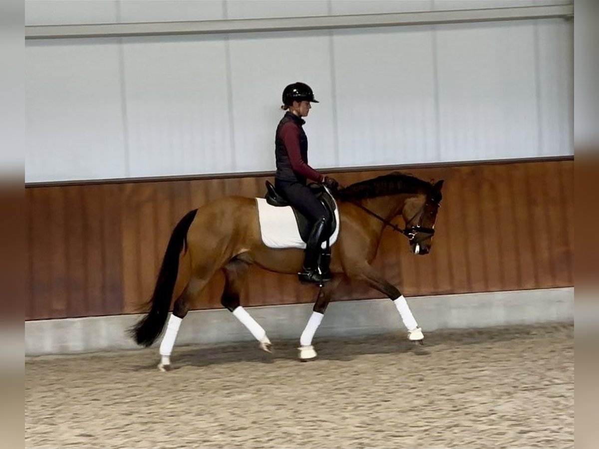 New Forest Pony Stute 12 Jahre 146 cm Brauner in Rucphen