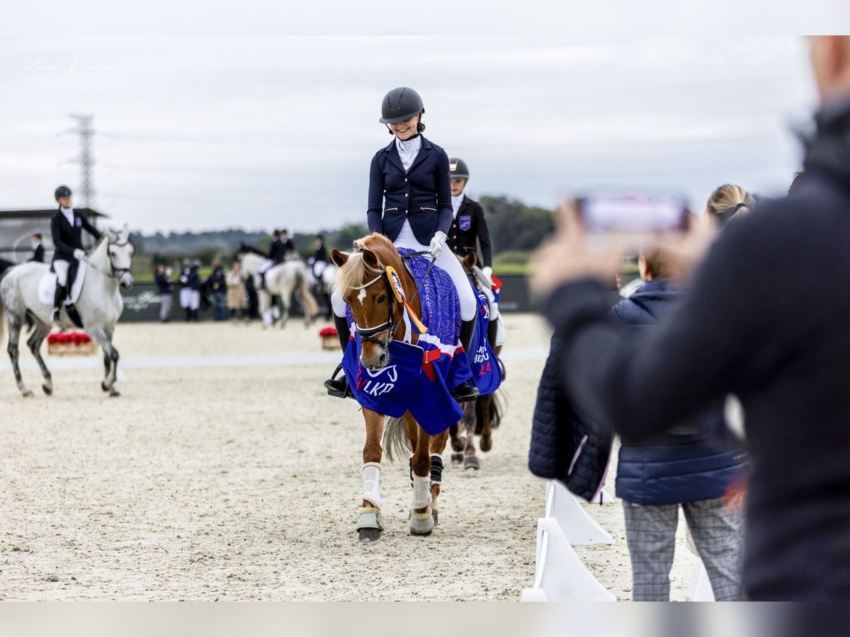 New Forest Pony Stute 13 Jahre 146 cm Fuchs in Otusz