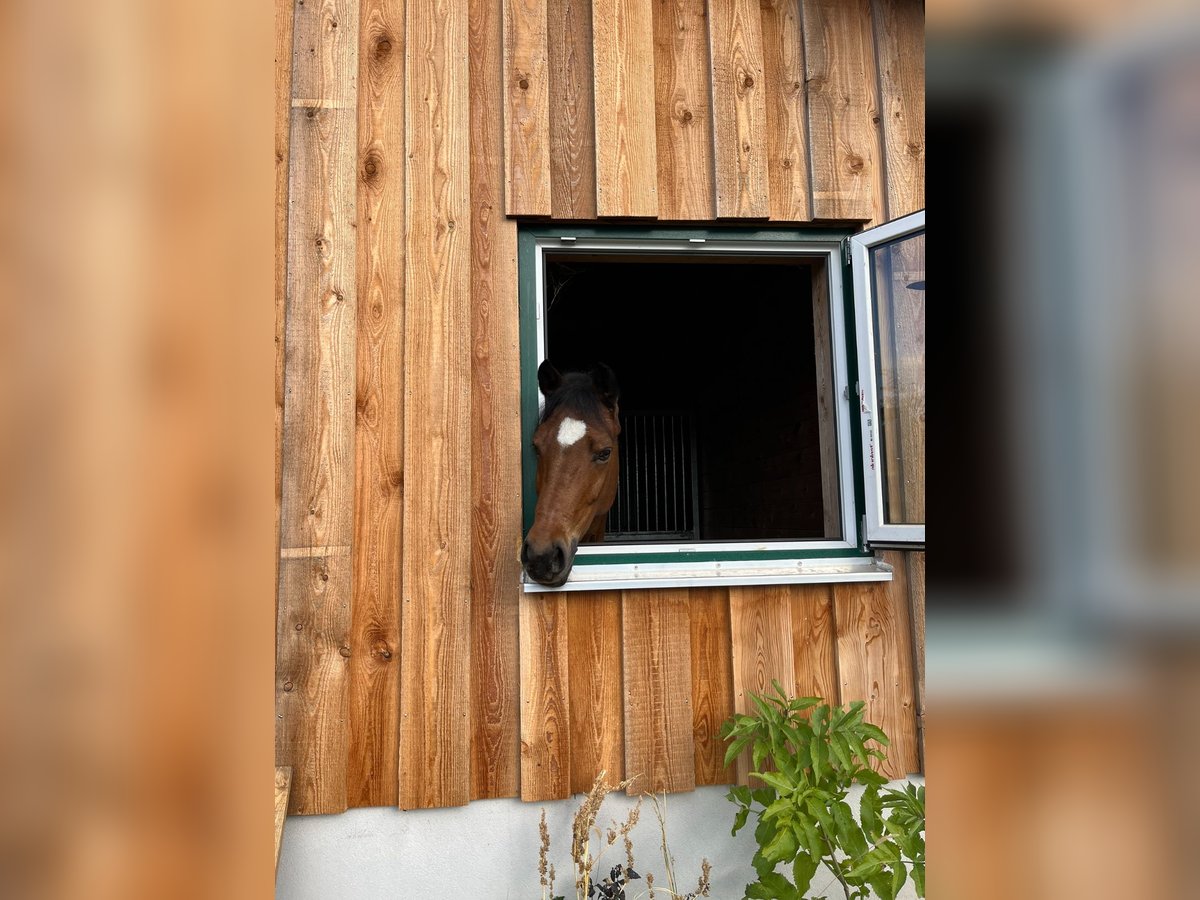 New Forest Pony Stute 13 Jahre 148 cm Brauner in Triaiskirchen