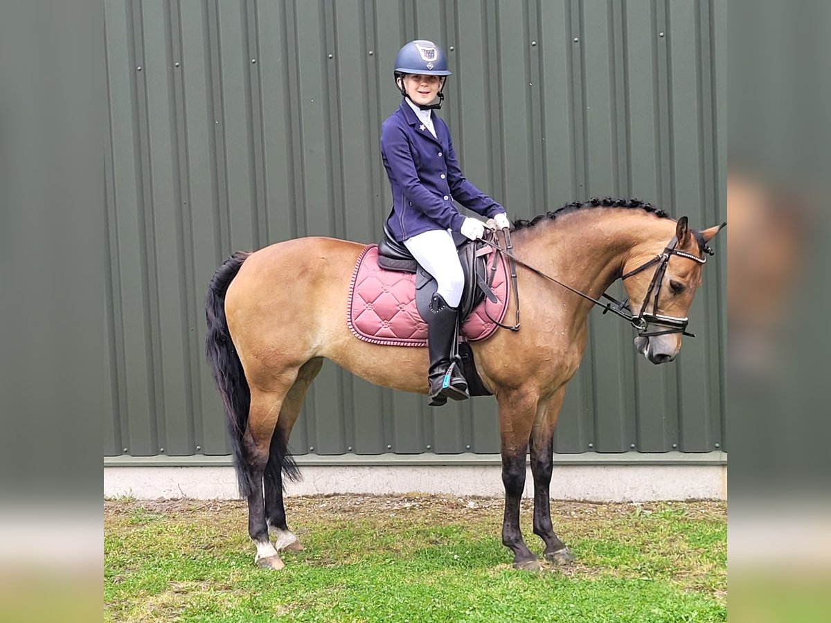 New Forest Pony Stute 14 Jahre 137 cm Dunkelfuchs in Den Ham