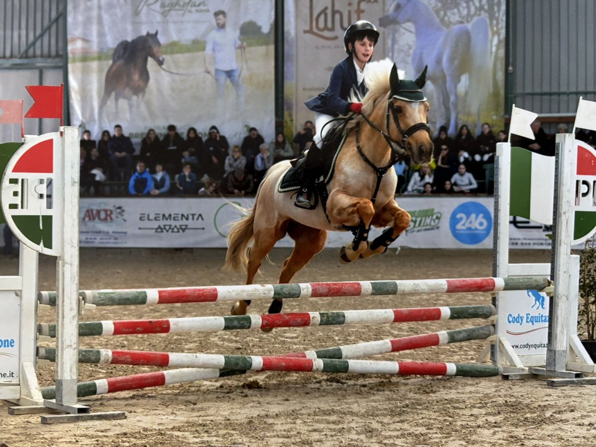 New Forest Pony Stute 14 Jahre 145 cm Palomino in Spresiano
