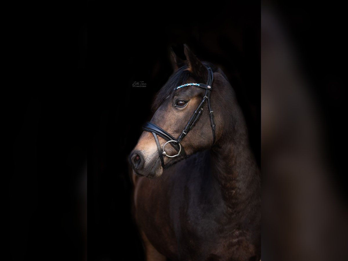 New Forest Pony Stute 15 Jahre 142 cm Dunkelbrauner in Pronstorf New Forest Pony Stute 15 Jahre 142 cm Dunkelbrauner in Pronstorf