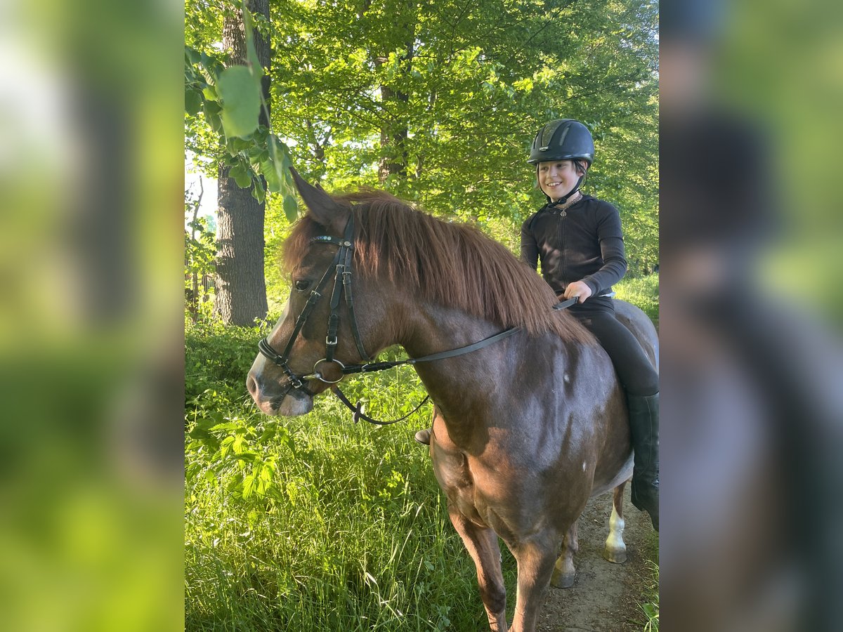 New Forest Pony Stute 15 Jahre 142 cm Dunkelfuchs in Versmold