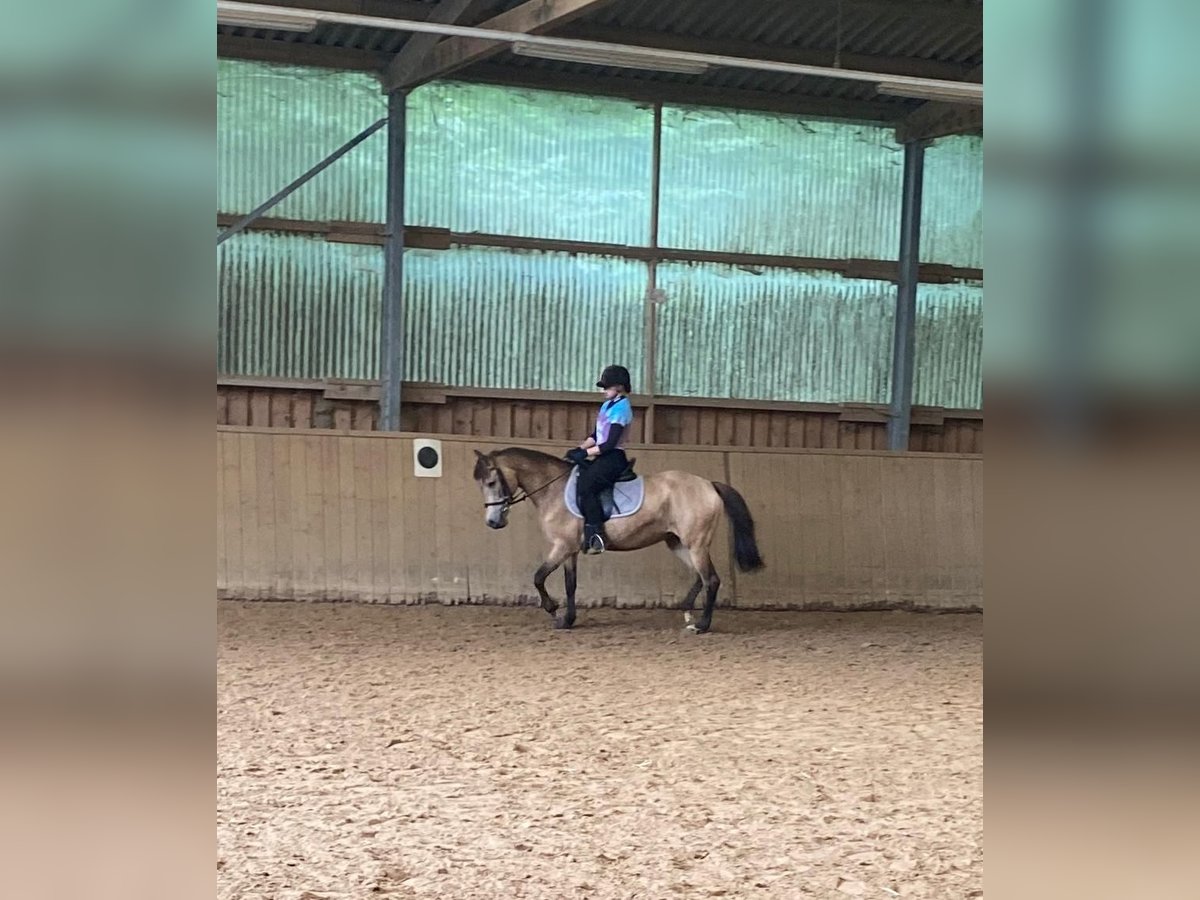 New Forest Pony Stute 15 Jahre 142 cm Falbe in Wülfrath