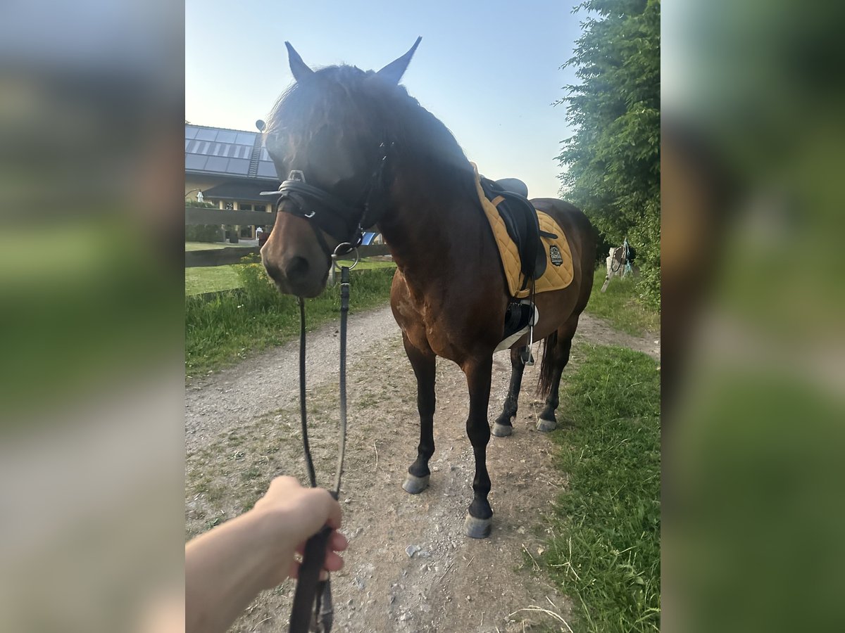New Forest Pony Stute 16 Jahre 145 cm Dunkelbrauner in Pockau