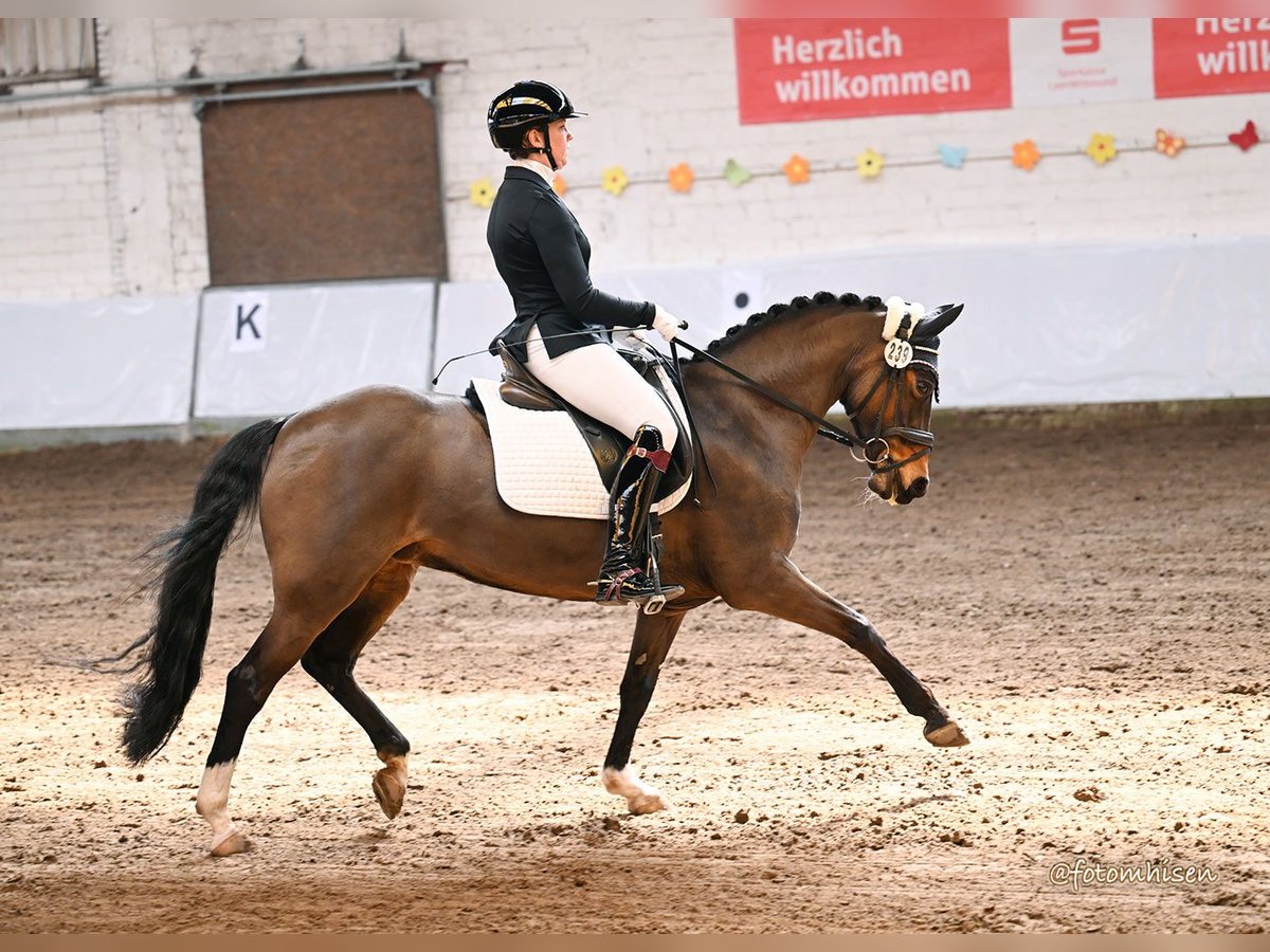 New Forest Pony Stute 16 Jahre 148 cm Brauner in Aurich